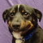 Colin Evrard's avatar